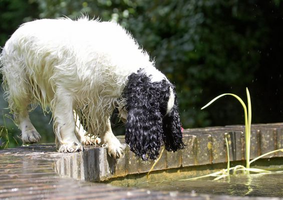 Now, how do I get a drink?
Keywords: Charlie Cocker Spaniel