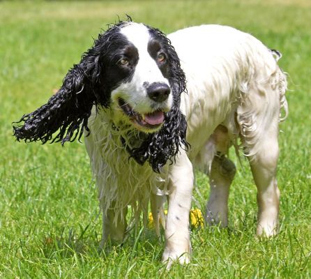 Aren't I cute..............
Palabras clave: Charlie Cocker Spaniel