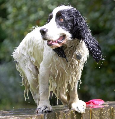 Shall I jump then?
Keywords: Charlie Cocker Spaniel