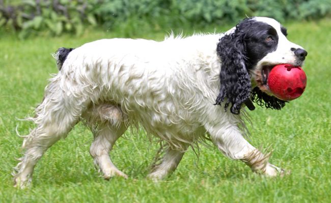 Another ball retrieved
Anahtar kelimeler: Charlie Cocker Spaniel