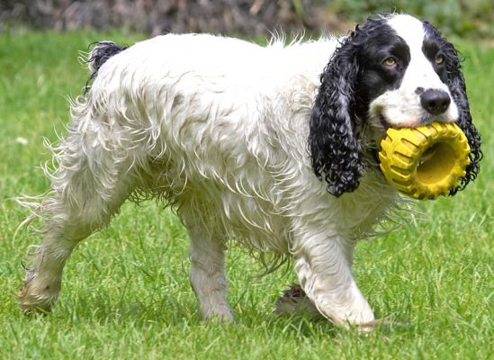 Yeah, yeah, yeah, it's a tyre in my mouth
Palabras clave: Charlie Cocker Spaniel