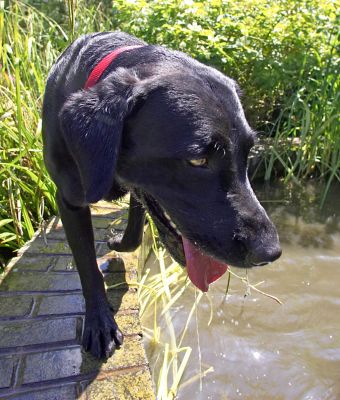 I knew I'd find Buddy in here
Keywords: Harvey Black Labrador