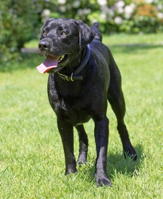 I'm waiting..............
Keywords: Harvey Black Labrador