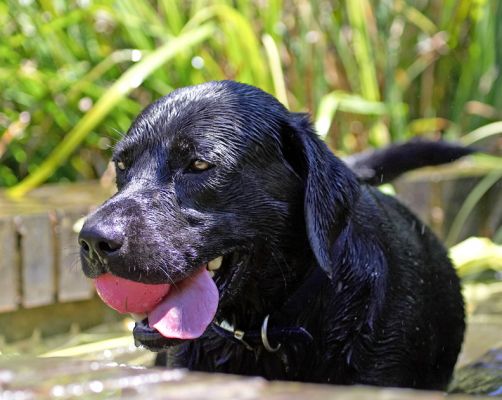 My favourite place
Ključne besede: Buddy Black Labrador