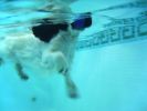 Charlie-underwater1.jpg