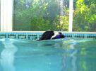 Charlie-underwater2.jpg