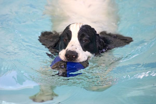 Charlie Retrieving the Ball
Mots-clés: Charlie Cocker Spaniel canine hydrotherapy dog swimming