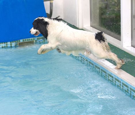 Charlie Diving Into The Pool
He will dive about 20 times in each pool session.  We think it's the part that he likes best.
Keywords: Charlie diving Cocker Spaniel swimming dog canine hydrotherapy