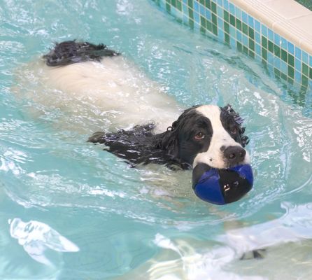 Charlie Retrieving the Ball
He'll then drop it at our feet and, if we don't pick it up and throw it right away, he'll start to bark.
Keywords: Charlie Cocker Spaniel ball canine hydrotherapy dog swimming