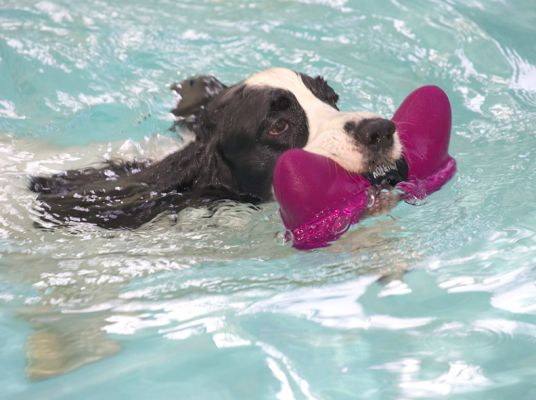 Charlie
Keywords: Charlie Cocker Spaniel floating dog bone swimming dog
