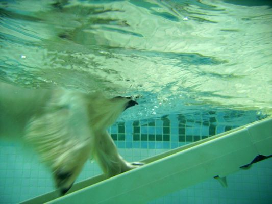 Charlie Heading Up The PetRamp
An underwater shot of Charlie, having retrieved the ball, heading up the PetRamp.
Λέξεις-κλειδιά: Charlie Cocker Spaniel PetRamp swimming dog canine hydrotherapy Ritz Canine