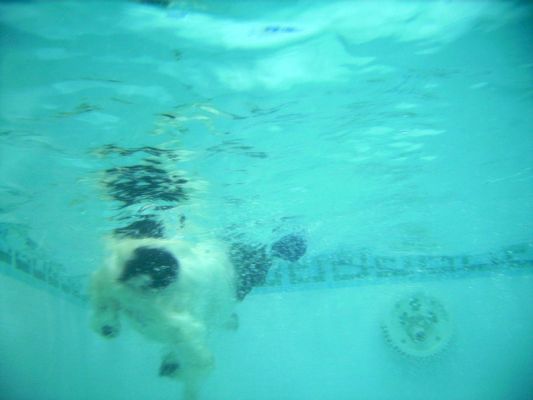 Charlie's Dive
An underwater shot showing Charlie just as he's jumped into the water --- as he rebounds to the surface.  All the bubbles are from his dive.
Keywords: Charlie Cocker Spaniel PetRamp swimming dog canine hydrotherapy Ritz Canine dive jump bubbles