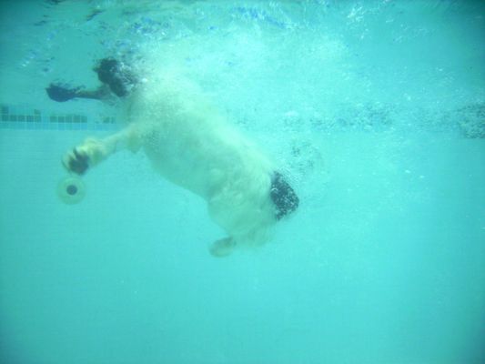 Charlie's Dive
An underwater shot of Charlie's dive.  Note all the bubbles from the surface.
Keywords: Charlie Cocker Spaniel PetRamp swimming dog canine hydrotherapy Ritz Canine dive