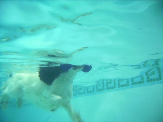 Charlie Swimming With the Barbell
An underwater shot of Charlie swimming, with the blue barbell on both sides of his mouth.
Λέξεις-κλειδιά: Charlie Cocker Spaniel PetRamp swimming dog canine hydrotherapy Ritz Canine barbell