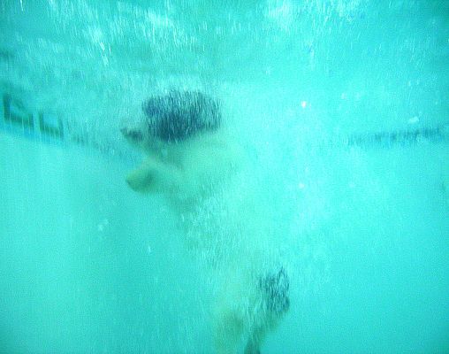 Charlie's Dive
An underwater shot of one of Charlie's dives.  Note all the bubbles from the surface.  And Charlie bounds upwards to fetch the floating dog toy.
Keywords: Charlie Cocker Spaniel PetRamp swimming dog canine hydrotherapy Ritz Canine dive
