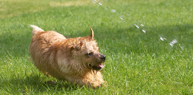 Look at my cornering!
Palabras clave: Teddy Norfolk Terrier