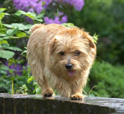 I jumped up here all by myself!
الكلمات الإستدلالية(لتسهيل البحث): Teddy Norfolk Terrier