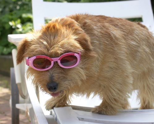 Wow, summer - time for some sunbathing
Avainsanat: Teddy Norfolk Terrier summer sun sunbathing doggles sunglassles