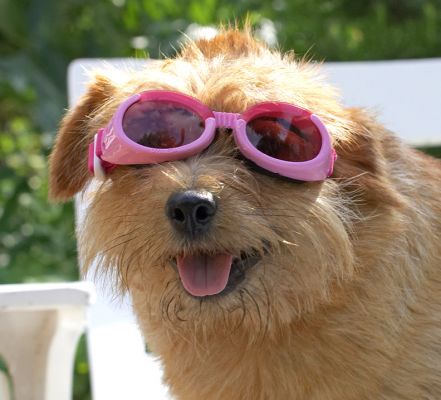 I know they're skewiff but aren't they rather fetching!
Anahtar kelimeler: Teddy Norfolk Terrier doggles sunglasses