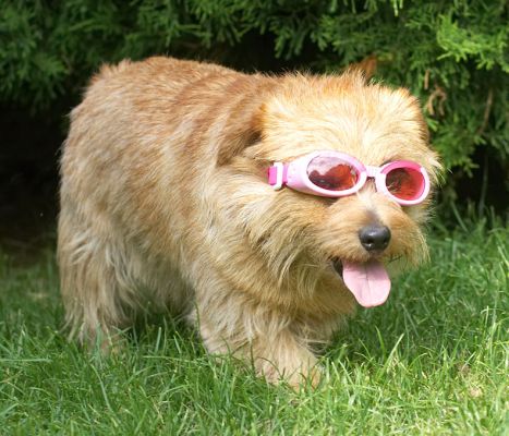 I knew my world was rose coloured!
Keywords: Teddy Norfolk Terrier doggles sunglasses