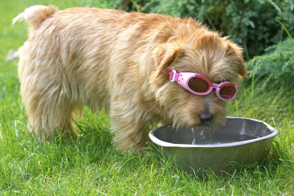 Wow, pink water!
Klíčová slova: Teddy Norfolk Terrier doggles sunglasses