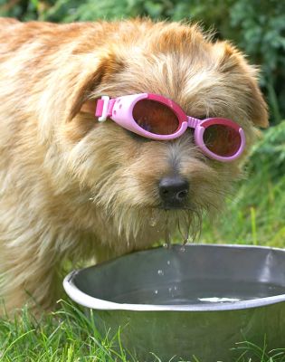 Is that the paparazzi?
Anahtar kelimeler: Teddy Norfolk Terrier doggles sunglasses
