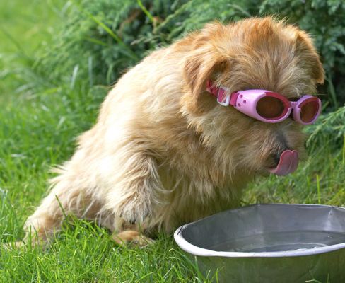 Wow, my tongue IS really pink!
Keywords: Teddy Norfolk Terrier doggles sunglasses