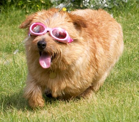Aren't I just a cool dawg
Ключові слова: Teddy Norfolk Terrier doggles sunglasses