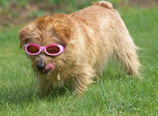 This water tastes good
Keywords: Teddy Norfolk Terrier doggles sunglasses