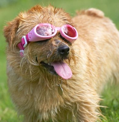 I'm ready for my close up Mr De Mille
Trefwoorden: Teddy Norfolk Terrier doggles sunglasses