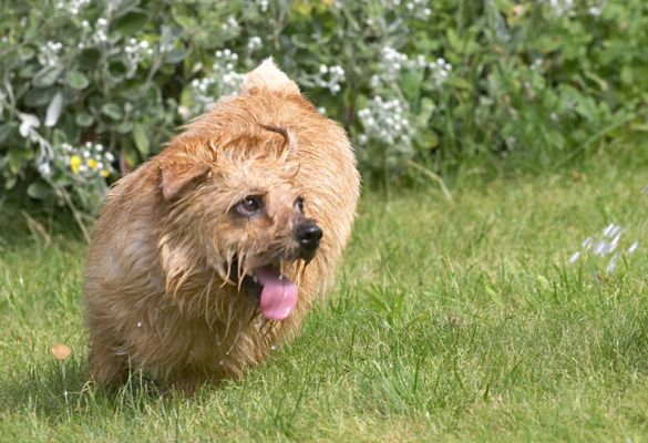 Enough of this prancing, I've got water to chase
Ključne besede: Teddy Norfolk Terrier