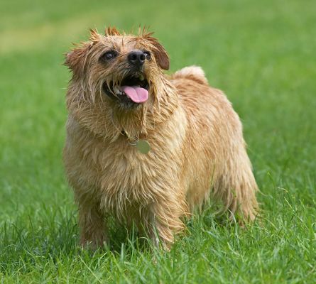Switch that water back on!
Anahtar kelimeler: Teddy Norfolk Terrier