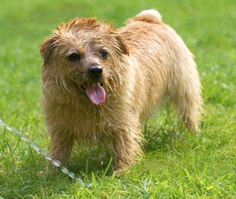 Just taking a breather
Trefwoorden: Teddy Norfolk Terrier