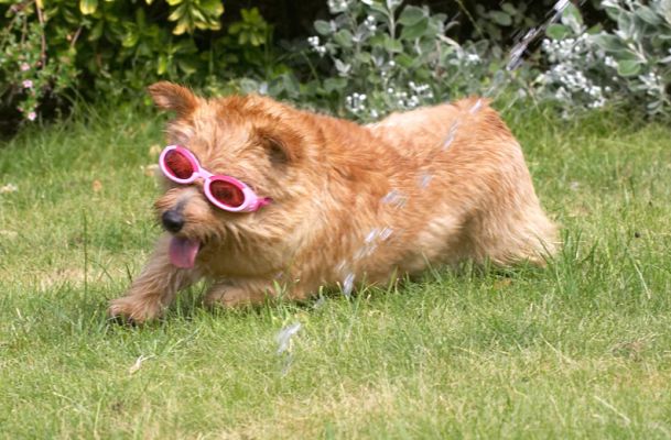 This is how stars enjoy life
Keywords: Teddy Norfolk Terrier