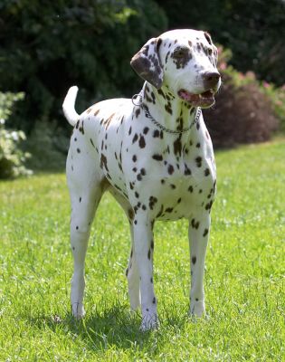 What has she spotted?!
Λέξεις-κλειδιά: Cookie Dalmatian