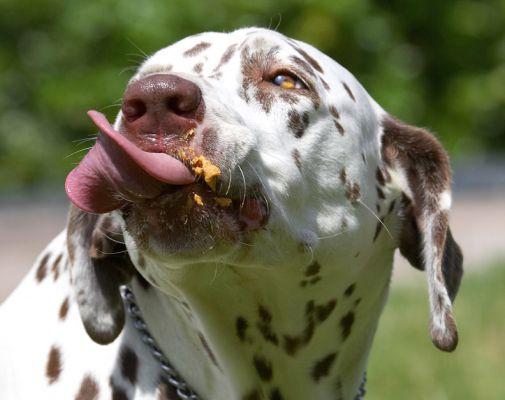 Where is that bit of peanut butter?
Palabras clave: Cookie Dalmatian