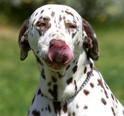 Yummmmmmmmmm
Ключови думи: Cookie Dalmatian