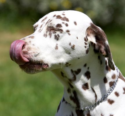 And here is a side view of my tongue
Ключові слова: Cookie Dalmatian