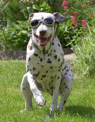 Me in action
Keywords: Cookie Dalmatian doggles sunglasses