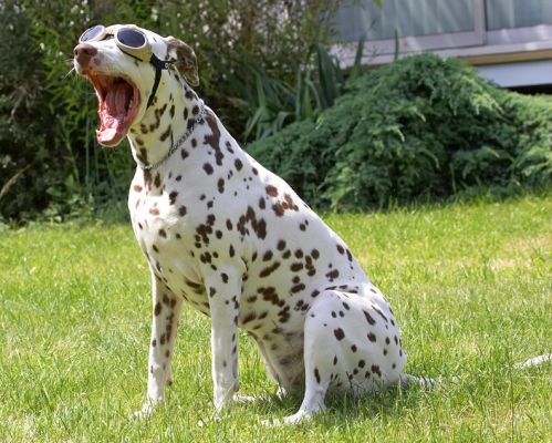 Being a star is such a bore!
Palabras clave: Dalmatian Cookie doggles sunglasses