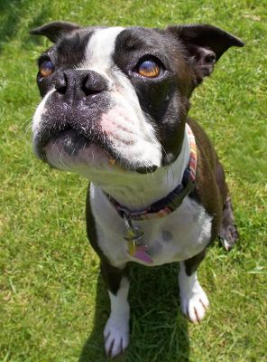 What's that big round thing looking at me?
Λέξεις-κλειδιά: Cavi Boston Terrier