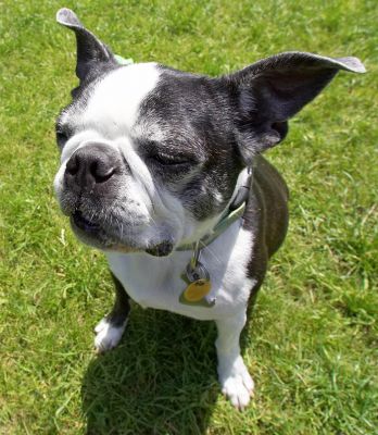 My haughty pose
Keywords: Mugsy Boston Terrier