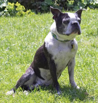 My regal pose
Ключевые слова: Mugsy Boston Terrier
