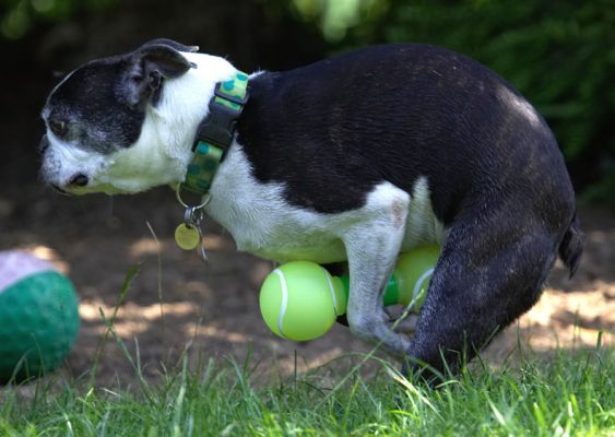 Why don't those paparazzi go away - can a guy get no privacy!
Palabras clave: Mugsy Boston Terrier