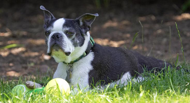What me?  I haven't been doin' nuffin'
Ключевые слова: Mugsy Boston Terrier