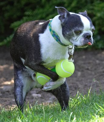 Instant replay!
Anahtar kelimeler: Mugsy Boston Terrier