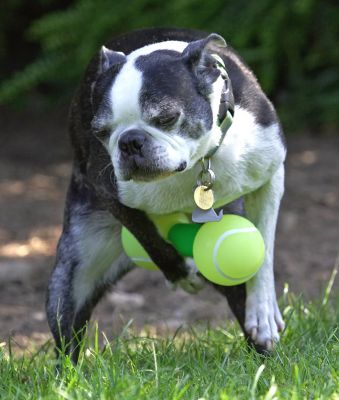 Hey, a guy's gotta do what a guy's gotta do.  What you laughing at?!
Keywords: Mugsy Boston Terrier