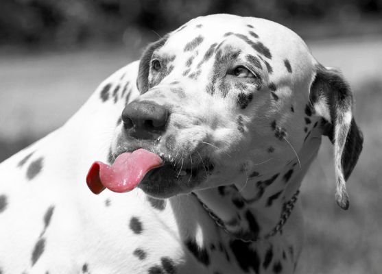 Yep, that's what I think of you!
Λέξεις-κλειδιά: Cookie Dalmatian