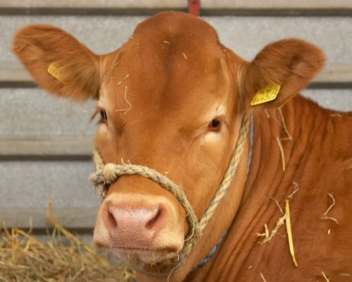 Just resting from the rigours of showing
Anahtar kelimeler: Cow Three Counties Show