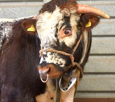 I feel like I'm in a zoo!
Keywords: Lighthorn Longhorn beef Three Counties Show bull